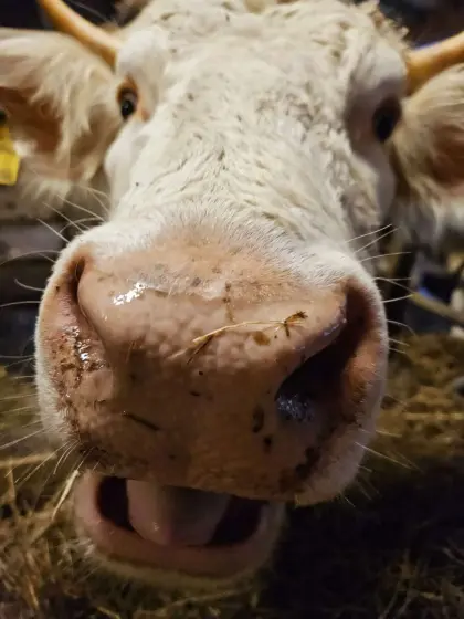Bio-Jungstier Kärntner Blondvieh