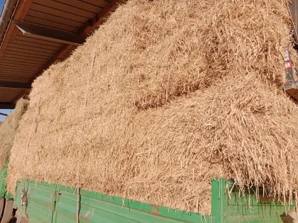 Weizenstroh Quaderballen ca. 300 kg