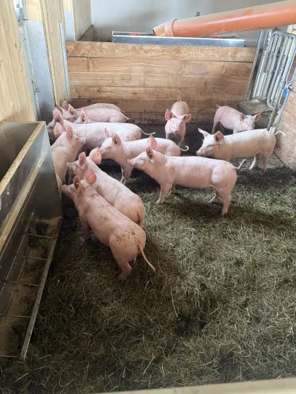 Bio-Ferkel