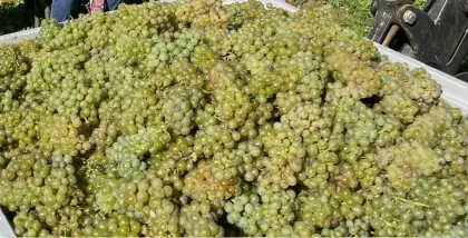 Riesling Weintrauben 2026