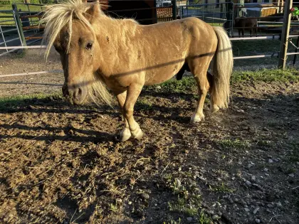 Mini-Shettyhengst Sunstream Calimero
