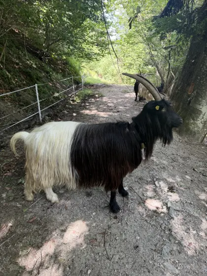 Walliser Schwarzhalsziege