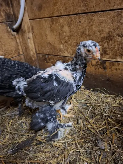 Verkaufe 4 Brahma Küken