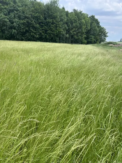 Suche Flächen zum Silieren