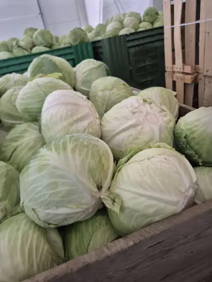 Weißkraut, Kohl