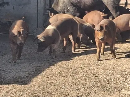 Ferkel Duroc/Schwäbisch Hällisch