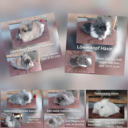 Löwenkopfkaninchen, Teddyzwerg