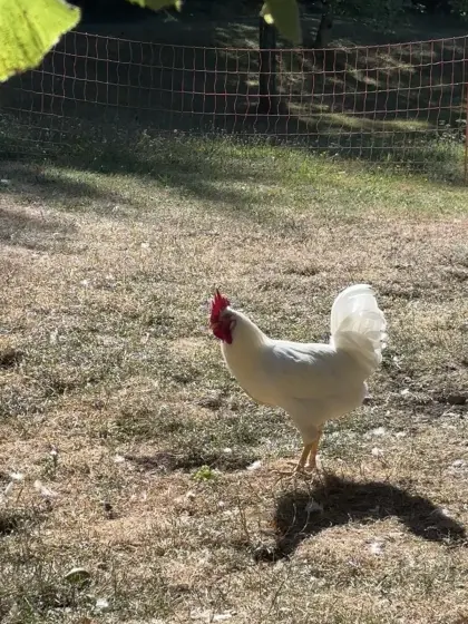 Gockel