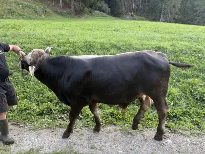 BV-Stier