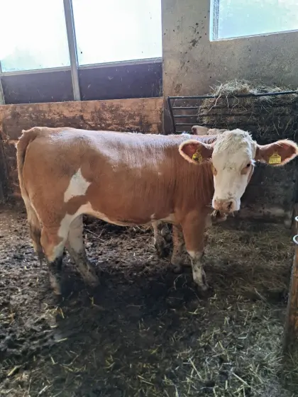 Fleckvieh-Fleisch-Kalbinnen