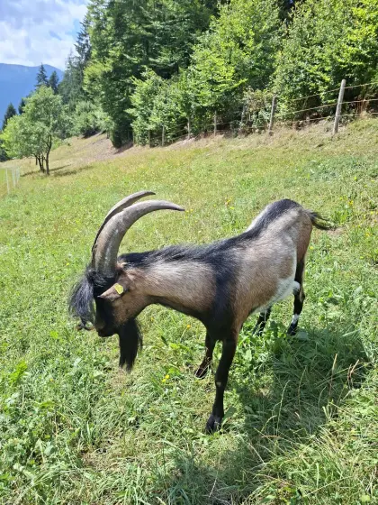 Ziegenbock