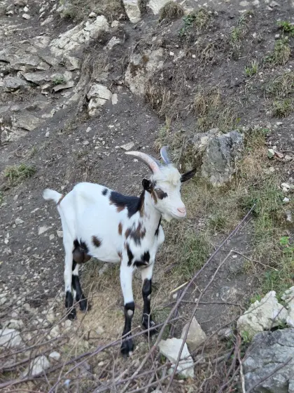 Tauernschecken Bockkitz