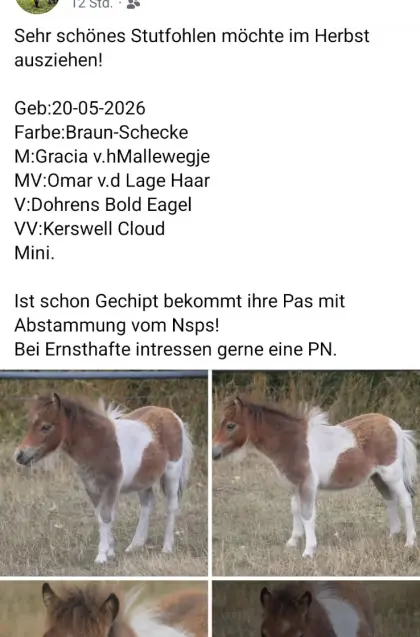 Orig. Minishetlandpony