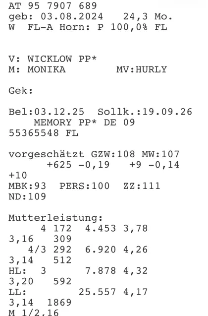 Hochträchtige Bio-Kalbinnen