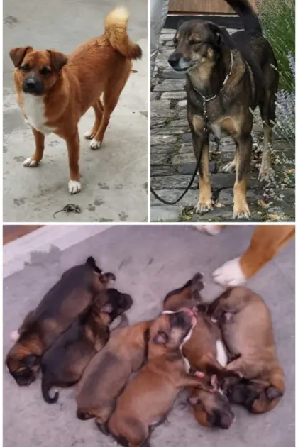 Österreichische Pinscher-Welpen