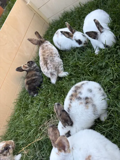 Mini Rex Hasen