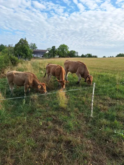 Murbodner Kalbinnen