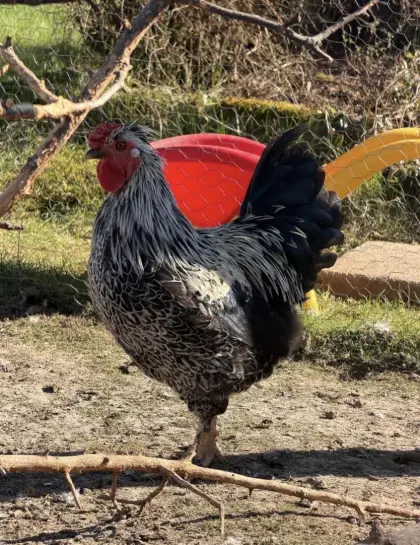 Kleiner Hahn mit großer Persönlichkeit