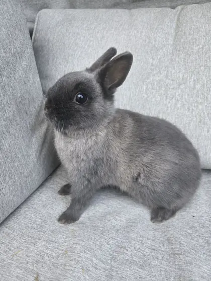 Zwergkaninchen, Hasen, Kaninchen, Farbenzwerg