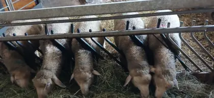 Lämmer Merino