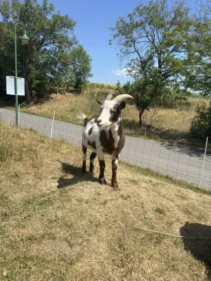 Zwergziege