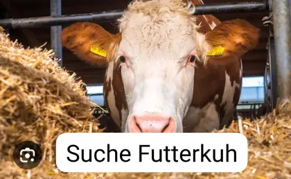 Suche Futterkuh