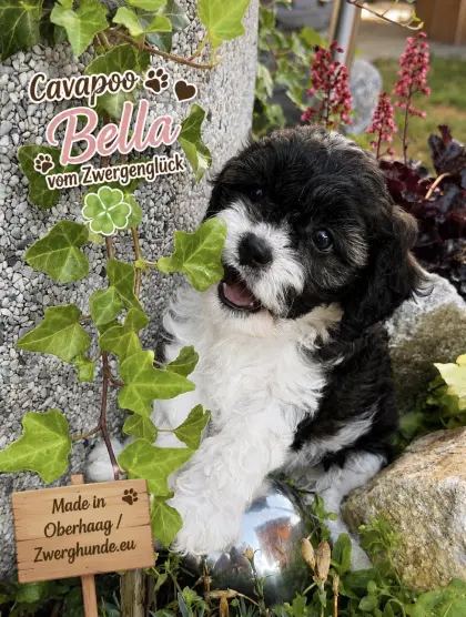 Cavapoo mit Ahnentafel und Gesundheitszeugnis