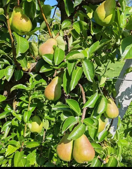Bio Willi Birnen zum Nachreifen und zum Gleichessen