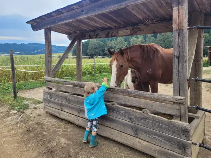 Quarter-Warmblut-Stute
