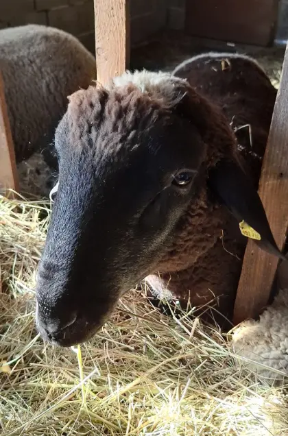 Verkaufe Merino-Schafwidder