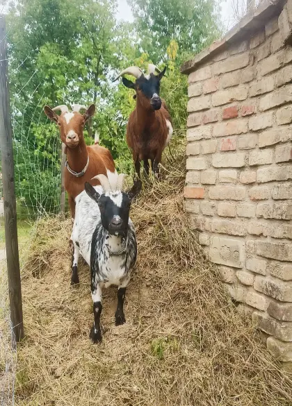 Zwergziegen
