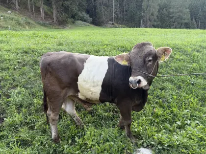 BV Stier