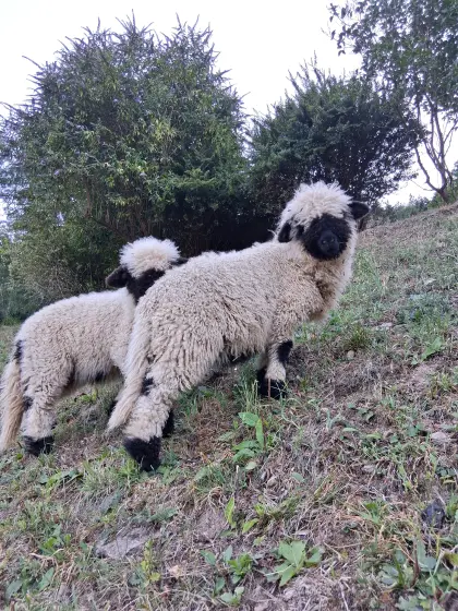Walliser Schwarznasen-Widder BIO