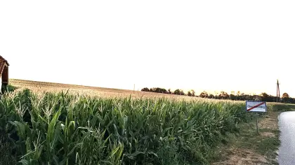 Silomais ab Feld