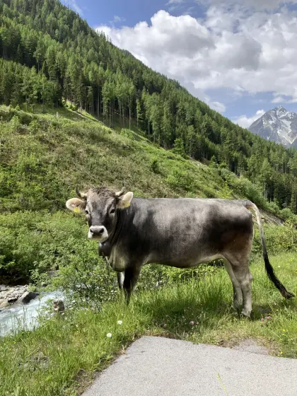 Verkaufe große, lange Grauviehkalbin