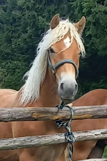 Haflingerhengst