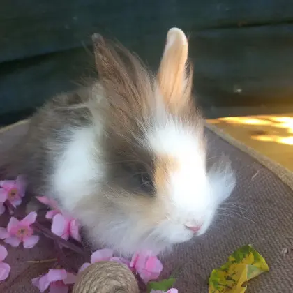 Zwergkaninchen Löwenkopf, Widderkaninchen