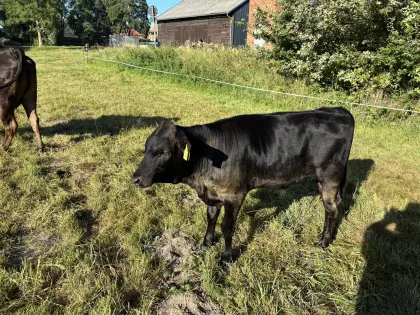Fullblood Wagyu Bullenkalb