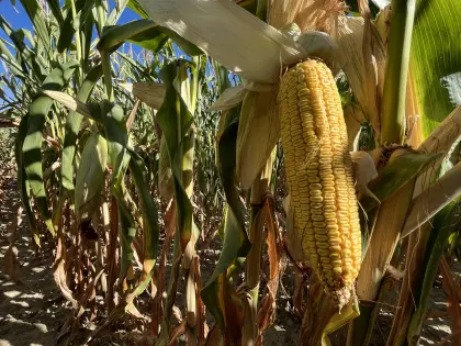 5 ha Mais ab Feld oder Maisballen, Zustellung möglich