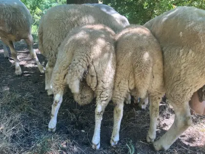 Verkaufe Bio-Texellämmer