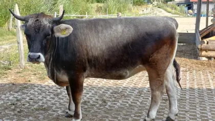 Tiroler Grauvieh Kalbinnen