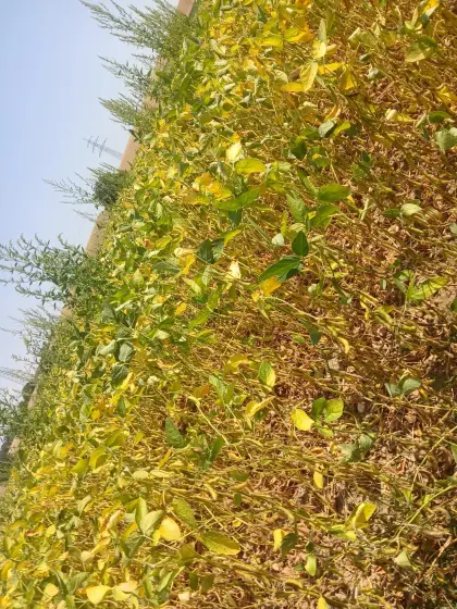 Sojabohnen-Silage