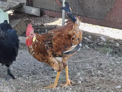 Reinrassige Hähne zu verkaufen