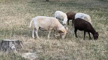 Ouessant-Herde, Quessant, Zwergschaf, Minischaf
