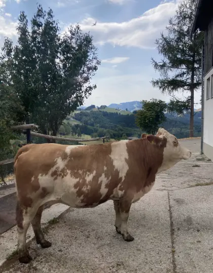 Verkaufe Bio-Kalbin, trächtig, Fleckvieh
