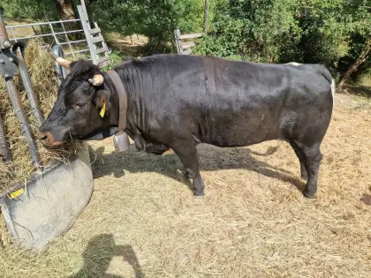 Tuxer Kalbinnen, Bio
