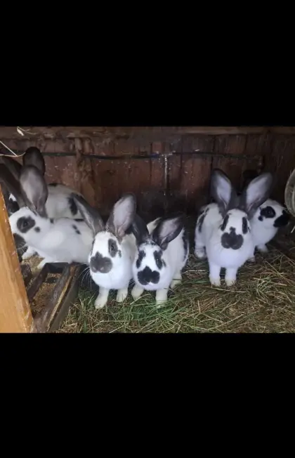 Hasen, Fleischhasen