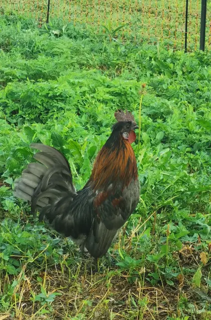 Zwergseiden x Serama Mix Hahn