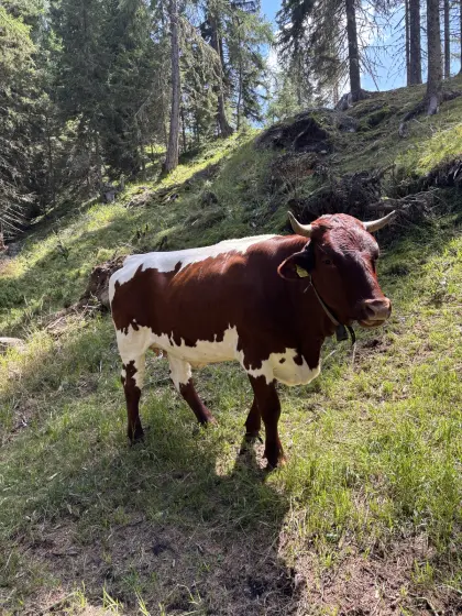 Trächtige Pinzgauerkalbin