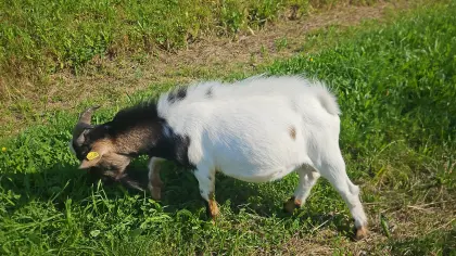 Mini-Zwergziegenbock